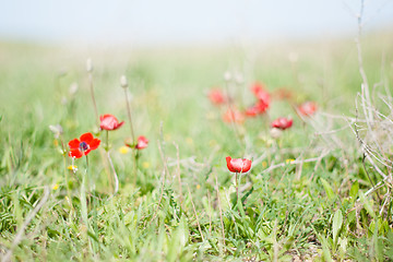 Image showing Spring flowers - red on green