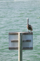 Image showing Florida Pelican