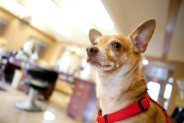 Image showing Dog Inside a Beauty Salon