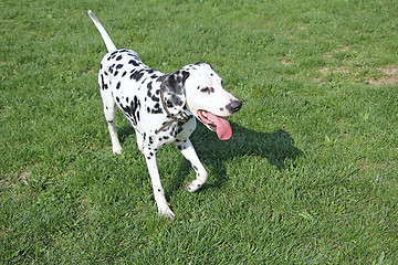 Image showing Dalmatian dog