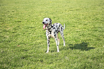 Image showing Dalmatian dog