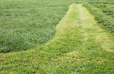 Image showing Track cut grass