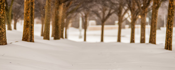 Image showing snow covered sidewalk alley with trees in winter