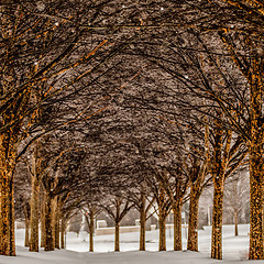 Image showing snow covered sidewalk alley with trees in winter