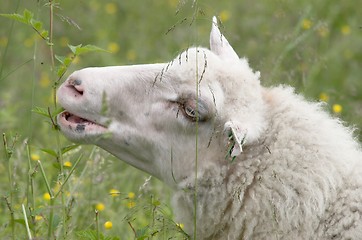 Image showing Sheep