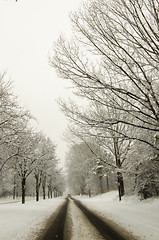 Image showing snow covered road and trees after winter storm
