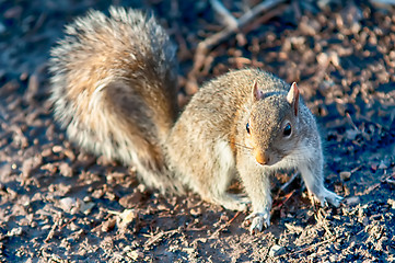 Image showing squirrel posing for camera