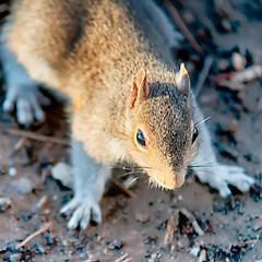 Image showing squirrel posing for camera