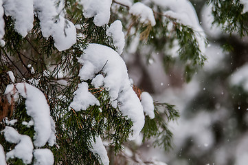 Image showing snow covered evergreen plants