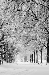 Image showing snow covered road and trees after winter storm