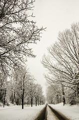 Image showing snow covered road and trees after winter storm