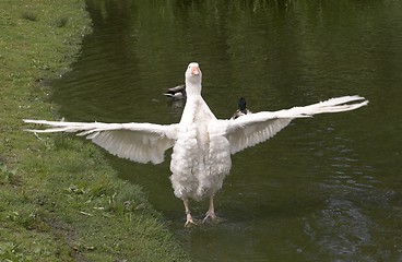 Image showing wing