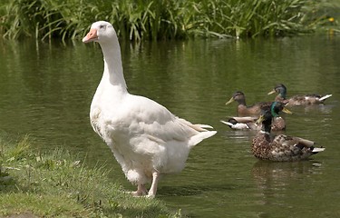 Image showing White bird