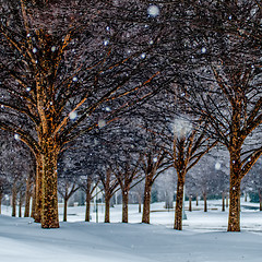 Image showing snow covered sidewalk alley with trees in winter