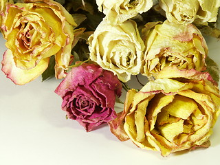 Image showing 13-Old roses