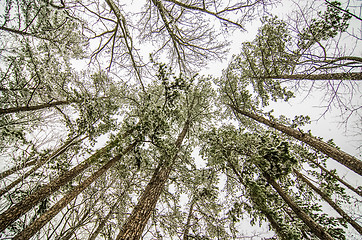 Image showing looking up at snow covered tree tops