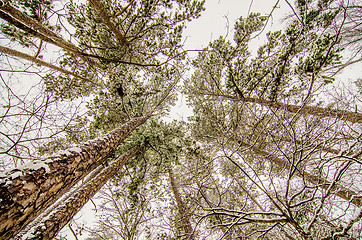 Image showing looking up at snow covered tree tops