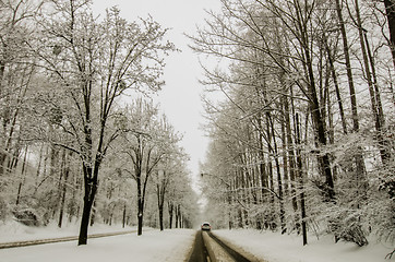 Image showing snow covered road and trees after winter storm