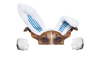 Image showing dog easter bunny