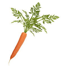 Image showing Carrot With Leaves Isolated On White