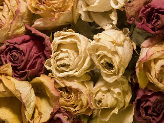 Image showing 14- Old roses II