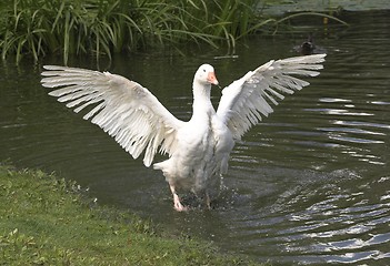 Image showing White bird