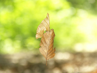 Image showing 15- Suspended leaves