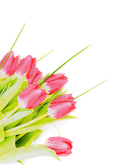 Image showing Spring Tulips