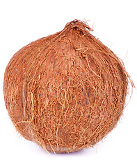 Image showing Coconut