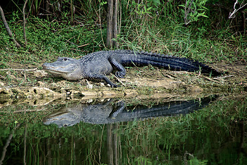 Image showing Alert Alligator on riverbank