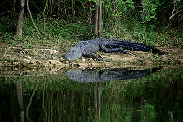 Image showing Alligator about to enter river