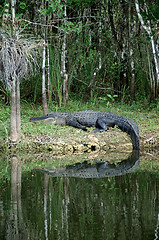 Image showing large Alligator at rest on riverbank