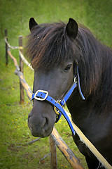 Image showing Shetland pony in a pasture