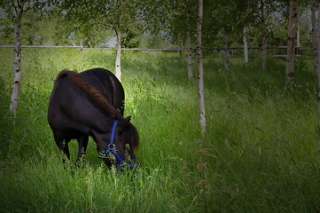 Image showing Shetland pony pasturing