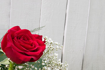 Image showing Big Red Rose