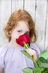 Image showing Fragrant Rose