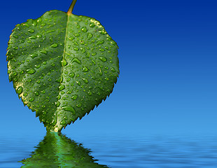 Image showing Leaf and reflection