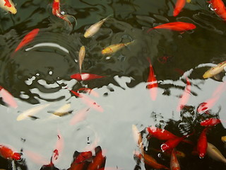 Image showing 18- Red fishes