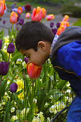 Image showing Smelling Flower