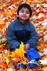 Image showing Fallen Leaves