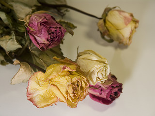 Image showing 20- Old roses IV
