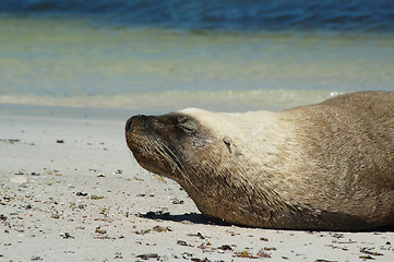 Image showing Sunbaking