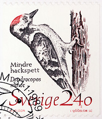 Image showing Woodpecker Stamp