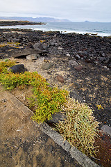 Image showing flower branch   in  lanzarote spain musk  rock stone sky     sum