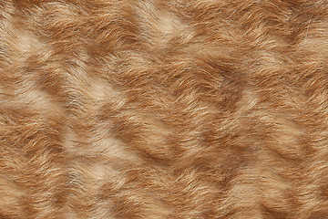 Image showing Texture wool red dog 