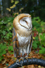 Image showing Owl on a branch