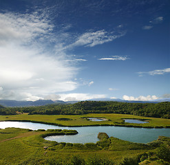 Image showing Sheep grazing