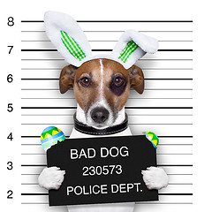 Image showing easter mugshot dog