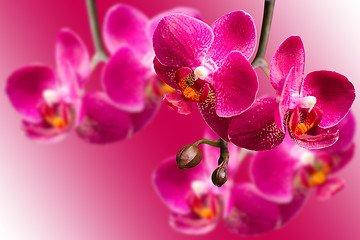 Image showing Dark purple orchids on blurred gradient background