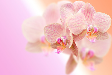 Image showing Delicate pink orchid flowers on blurred gradient background
